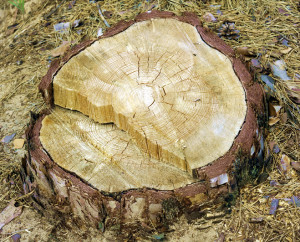 Stump Grinding Services Dallas / Fort Worth