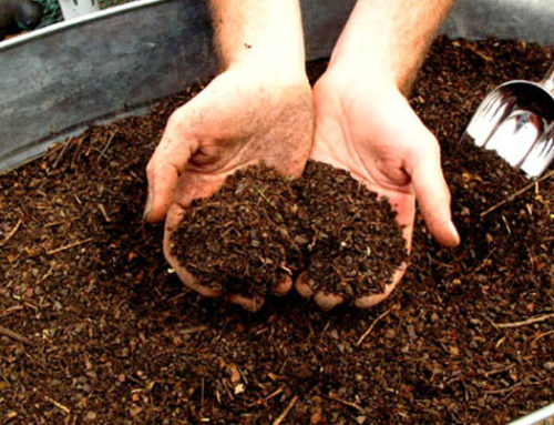 Organic Compost