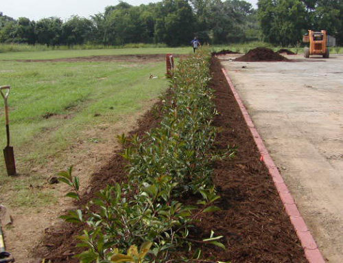 Native Texas Tree Mulch