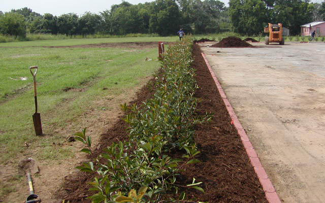 Native Texas Tree Mulch Around Shrubs